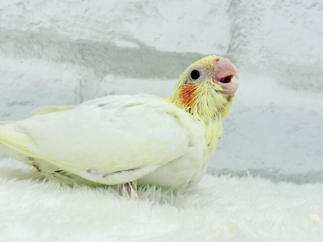 オカメインコ