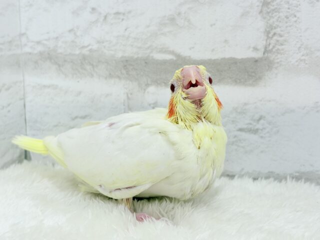 オカメインコ