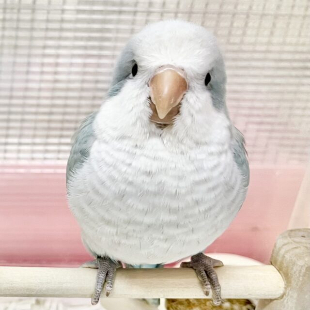 【🆙最新画像あり‼️】淡めブルーのおすましさん❣️ オキナインコ（ブルーオパーリン）