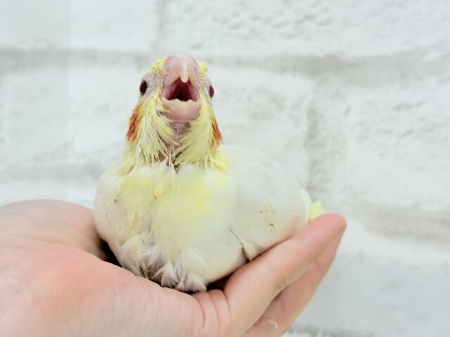 オカメインコ