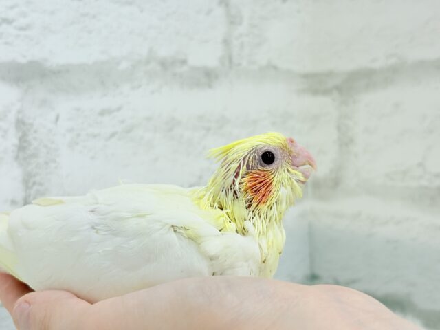 オカメインコ
