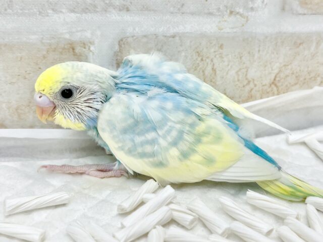 キラキラレインボー🌈☁️✨ セキセイインコ(パステルレインボーパイド) セキセイインコ