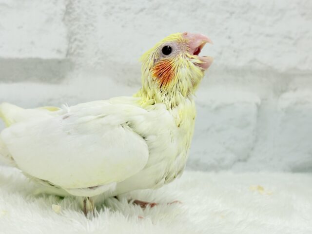 オカメインコ