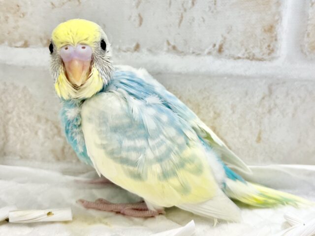 キラキラレインボー🌈☁️✨ セキセイインコ(パステルレインボーパイド) セキセイインコ