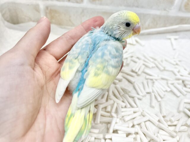 キラキラレインボー🌈☁️✨ セキセイインコ(パステルレインボーパイド) セキセイインコ
