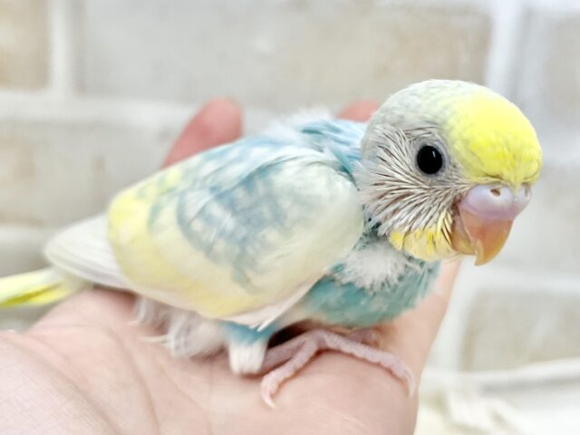 キラキラレインボー🌈☁️✨ セキセイインコ(パステルレインボーパイド) セキセイインコ