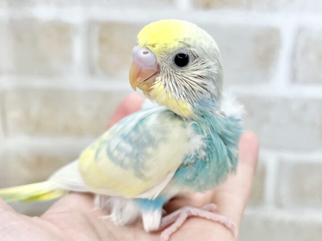 キラキラレインボー🌈☁️✨ セキセイインコ(パステルレインボーパイド) セキセイインコ