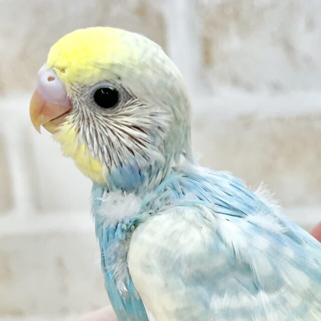 キラキラレインボー🌈☁️✨ セキセイインコ(パステルレインボーパイド) キラキラレインボー🌈☁️✨ セキセイインコ(パステルレインボーパイド)