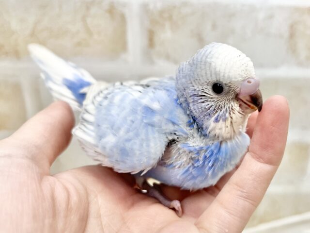 秋の空のうろこ雲☁️🩵🍂 セキセイインコ(ブルースパングル) セキセイインコ