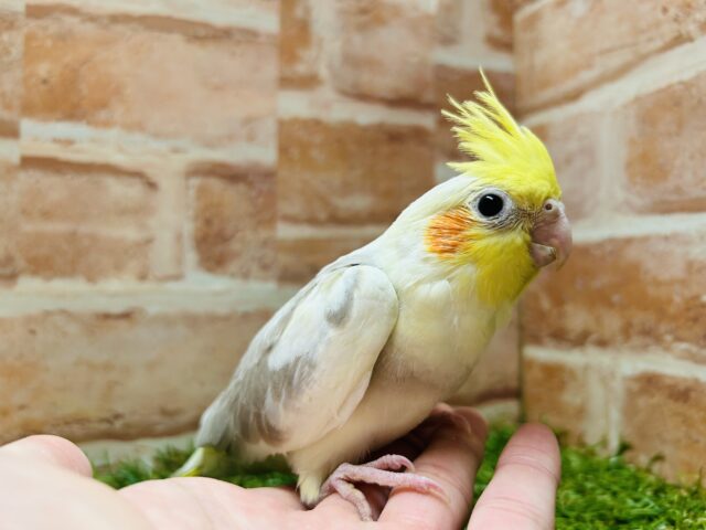 優しい色合い💛💛💛 オカメインコ(シナモンパイド) オカメインコ