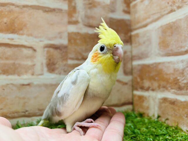 優しい色合い💛💛💛 オカメインコ(シナモンパイド) オカメインコ