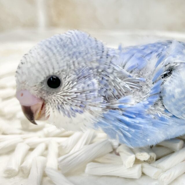 秋の空のうろこ雲☁️🩵🍂 セキセイインコ(ブルースパングル) 秋の空のうろこ雲☁️🩵🍂 セキセイインコ(ブルースパングル)