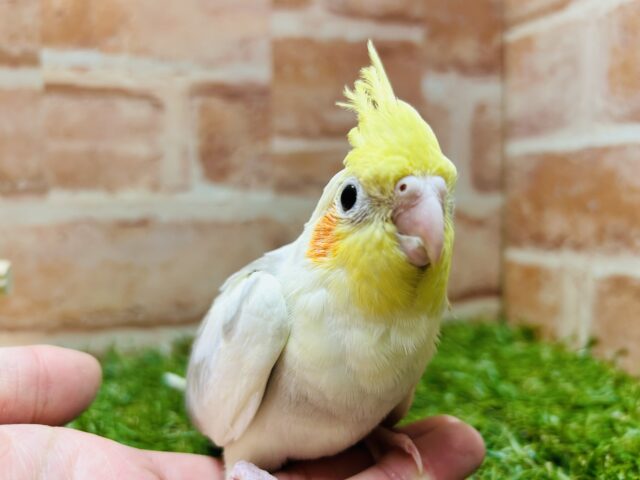優しい色合い💛💛💛 オカメインコ(シナモンパイド) オカメインコ