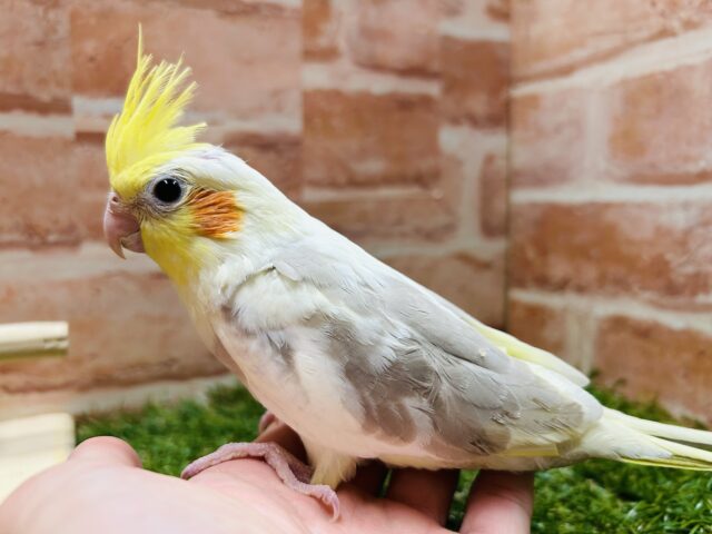 優しい色合い💛💛💛 オカメインコ(シナモンパイド) オカメインコ