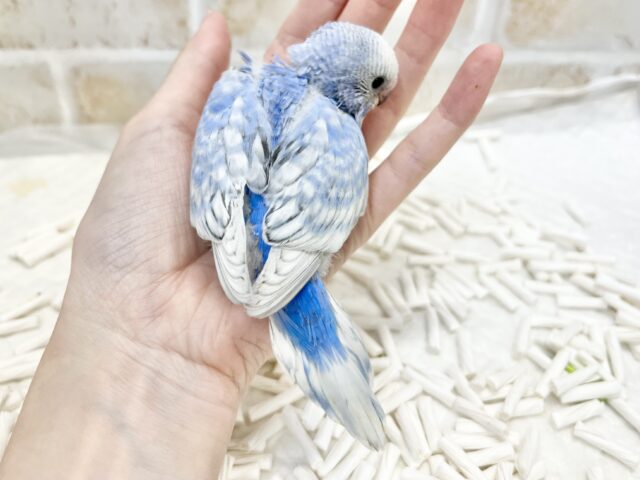 秋の空のうろこ雲☁️🩵🍂 セキセイインコ(ブルースパングル) セキセイインコ