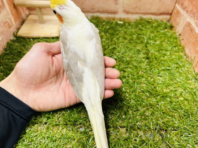 優しい色合い💛💛💛 オカメインコ(シナモンパイド) オカメインコ