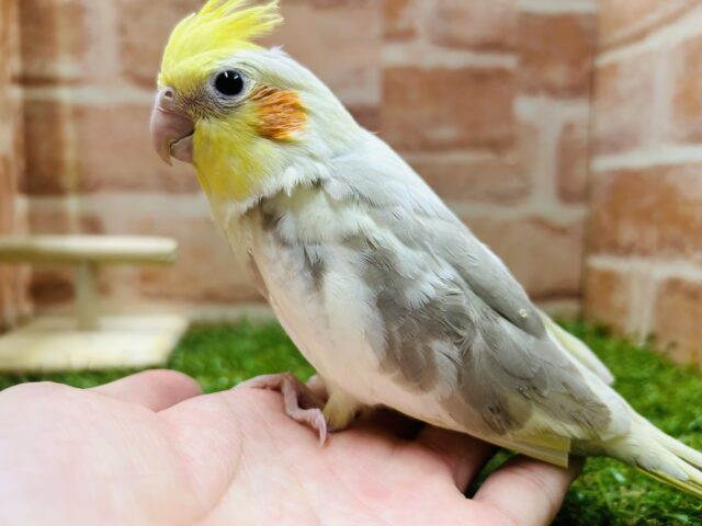 優しい色合い💛💛💛 オカメインコ(シナモンパイド) オカメインコ