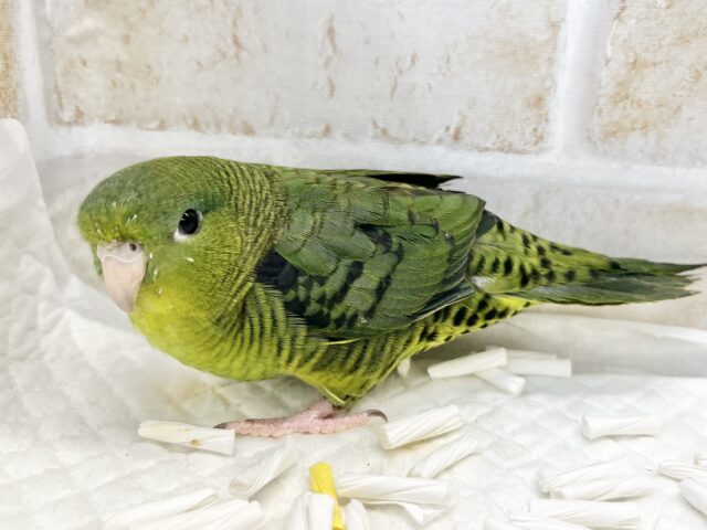 前傾姿勢にウルウルおめめ💚✨ サザナミインコ(ダークグリーン) サザナミインコ