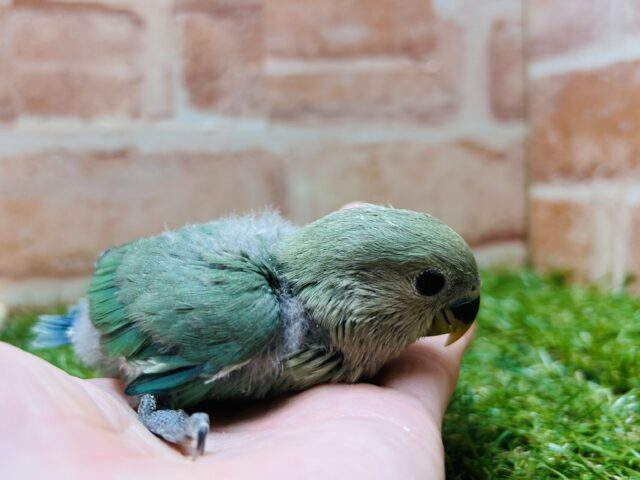 人気カラー✨✨ コザクラインコ(ブルーチェリー) コザクラインコ(小桜インコ)