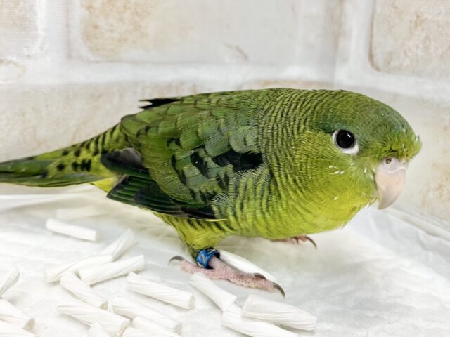 前傾姿勢にウルウルおめめ💚✨ サザナミインコ(ダークグリーン) サザナミインコ