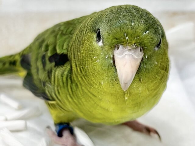 前傾姿勢にウルウルおめめ💚✨ サザナミインコ(ダークグリーン) サザナミインコ