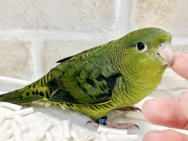 前傾姿勢にウルウルおめめ💚✨ サザナミインコ(ダークグリーン) サザナミインコ