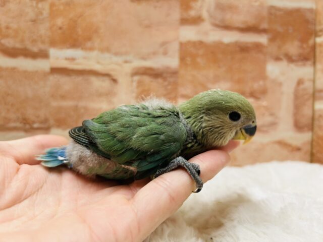 人気カラー✨✨ コザクラインコ(ブルーチェリー) コザクラインコ(小桜インコ)