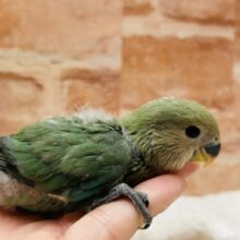 人気カラー✨✨　コザクラインコ（ブルーチェリー）