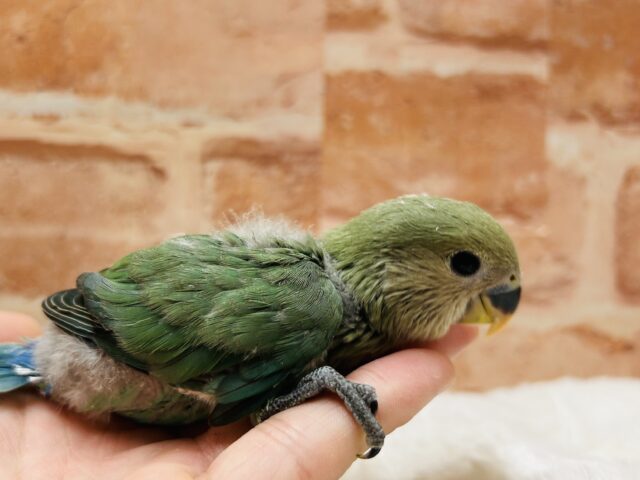 人気カラー✨✨ コザクラインコ(ブルーチェリー) 人気カラー✨✨ コザクラインコ(ブルーチェリー)