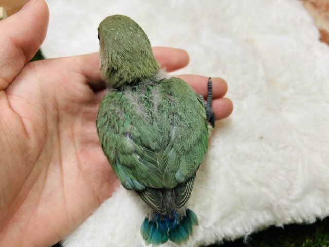 人気カラー✨✨ コザクラインコ(ブルーチェリー) コザクラインコ(小桜インコ)