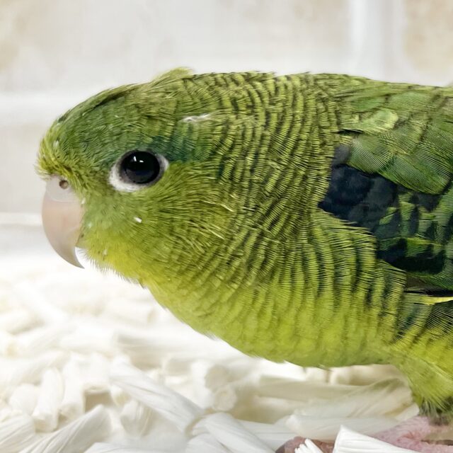 前傾姿勢にウルウルおめめ💚✨ サザナミインコ(ダークグリーン) 前傾姿勢にウルウルおめめ💚✨ サザナミインコ(ダークグリーン)
