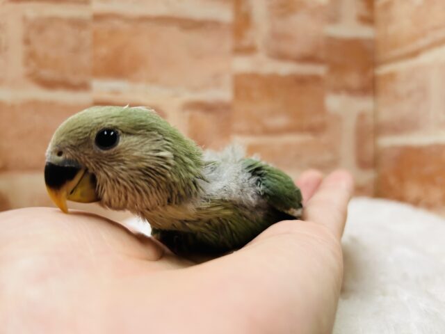 人気カラー✨✨ コザクラインコ(ブルーチェリー) コザクラインコ(小桜インコ)