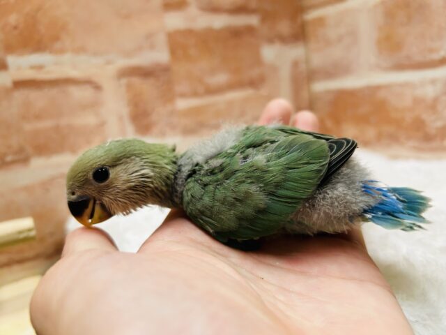 人気カラー✨✨ コザクラインコ(ブルーチェリー) コザクラインコ(小桜インコ)