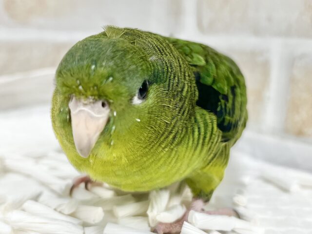 前傾姿勢にウルウルおめめ💚✨ サザナミインコ(ダークグリーン) サザナミインコ