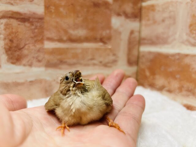 ミニミニ怪獣ちゃん再来⁉⁉ キンカチョウ(フォーン) 錦花鳥(キンカチョウ)