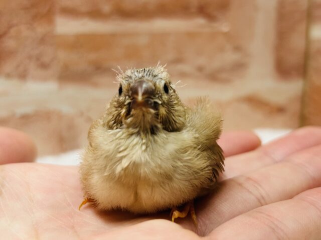 ミニミニ怪獣ちゃん再来⁉⁉ キンカチョウ(フォーン) 錦花鳥(キンカチョウ)