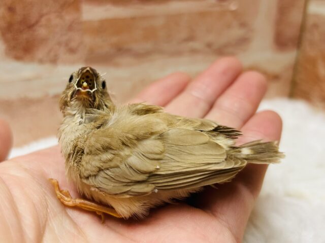 ミニミニ怪獣ちゃん再来⁉⁉ キンカチョウ(フォーン) 錦花鳥(キンカチョウ)