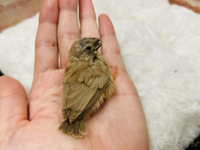 ミニミニ怪獣ちゃん再来⁉⁉ キンカチョウ(フォーン) 錦花鳥(キンカチョウ)