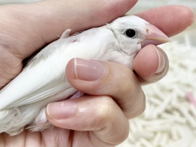 白文鳥