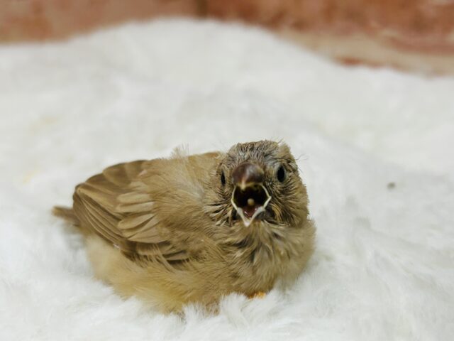 ミニミニ怪獣ちゃん再来⁉⁉ キンカチョウ(フォーン) 錦花鳥(キンカチョウ)