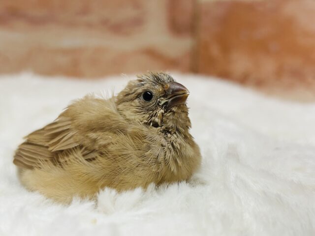 ミニミニ怪獣ちゃん再来⁉⁉ キンカチョウ(フォーン) 錦花鳥(キンカチョウ)