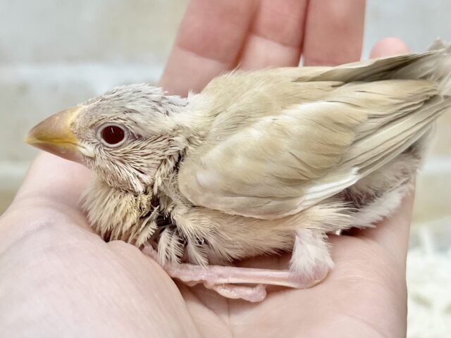 シナモン文鳥
