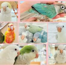 【延長決定！！！】🦜チームおしゃべりインコフェア〜🪇❤️‍🔥