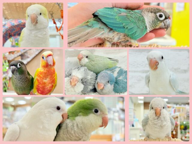 【延長決定！！！】🦜チームおしゃべりインコフェア〜🪇❤️‍🔥