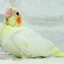 チビッ子怪獣の登場だっ⋆͛🐣⋆͛オカメインコ(ルチノー) ヒナ