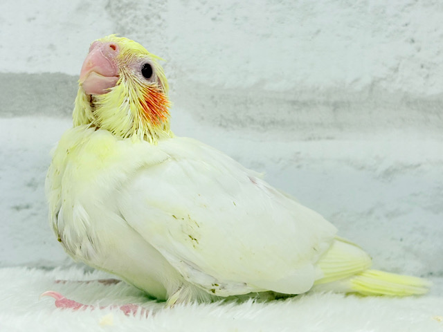 チビッ子怪獣の登場だっ⋆͛🐣⋆͛オカメインコ(ルチノー) ヒナ