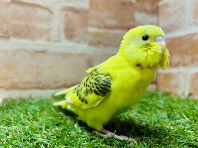 ⭐️⭐️セキセイインコ(ハルクイン)⭐️⭐️ セキセイインコ