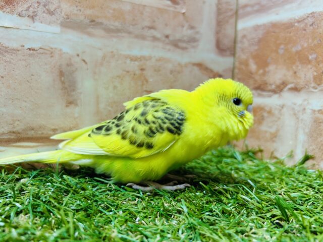 ⭐️⭐️セキセイインコ(ハルクイン)⭐️⭐️ セキセイインコ