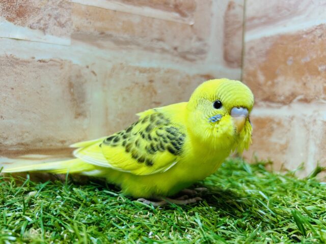 ⭐️⭐️セキセイインコ(ハルクイン)⭐️⭐️ セキセイインコ
