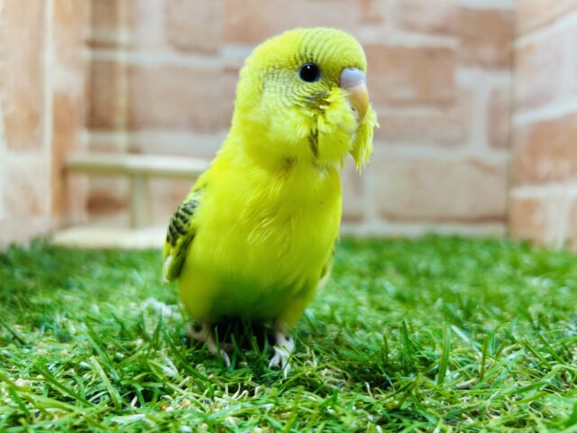 ⭐️⭐️セキセイインコ(ハルクイン)⭐️⭐️ セキセイインコ